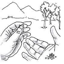 The parable of the mustard seed sunday school lessons sunday. The Mustard Seed