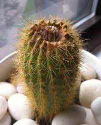 In most cases it should be fairly obvious that the cactus has been over watered. Am I Watering My Cactus Too Much Signs Of Overwatered Cactus Cactus Types Golden Barrel Cactus Cactus