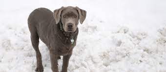Maybe you would like to learn more about one of these? Silver Lab For Sale Craigslist Off 66 Www Usushimd Com