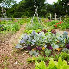Great information on what to plant and where. How To Prepare A Fall Vegetable Garden