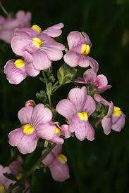 Image result for Nemesia fruticans