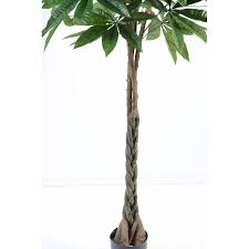 Image result for pachira obrázek