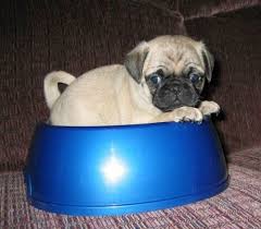 Baby Pug Says Where S Da Food Baby Pugs Pugs Cute Baby Animals