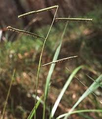 Image result for Paspalum scrobiculatum