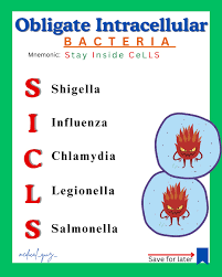Image result for Intracellular Bacteria