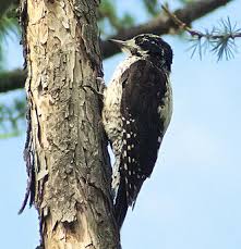 Image result for Tridactyle