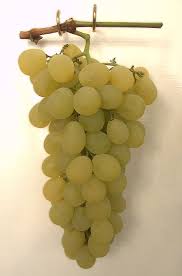 Image result for Vitaceae