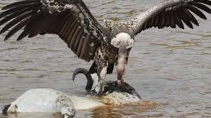 Vulture Sounds And Pictures Youtube