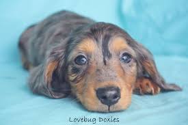 Black And Tan Dapple Longhair Dachshund Michigan Dachshund Breeder Black And Tan Dapple Long Hair Doxie Lovebugdoxies Dachshund Puppy Miniature Long Haired Dachshund Dachshund Puppies