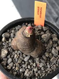 Image result for Monadenium pedunculatum