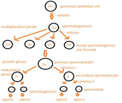 Cbse Ncert Notes Class 12 Biology Human Reproduction