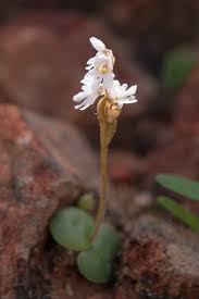 Image result for Holothrix villosa