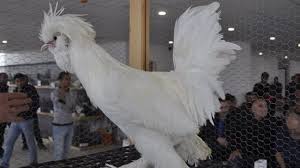 muzayedenin en pahali tavuklari 5 bin 310 liraya alici buldu hayvan tavuk ense