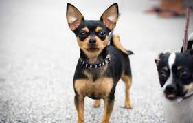 Dog Breeds With Black And Brown Fur Chihuahua Puppies 2 Adogbreeds Com Chihuahua Breeds Chihuahua Puppies Dog Breeds