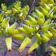 Image result for Canarina