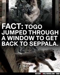 Togo is the untold true story set in the winter of 1925 that takes you across the treacherous terrain of the alaskan tundra for an exhilarating and uplifting adventure that will test the strength, courage and determination of one man, leonhard seppala, and his lead sled dog, togo. Disney S Togo Vs The True Story Of The 1925 Serum Run To Nome