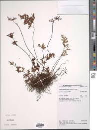 Image result for Cheilanthes quadripinnata