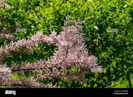 Image result for Strombosiopsis tetrandra