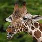 Fredericksburg Giraffe Experience and Safari Wine Tour