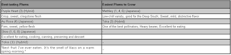 Best Tasting And Easiest To Grow Plums Organic Gardening