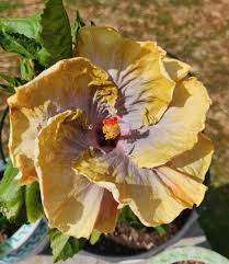 Image result for Hibiscus calyphyllus