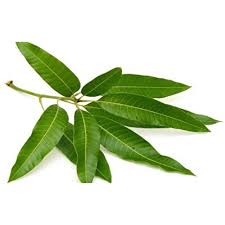 Check spelling or type a new query. Free Daun Mangga Segar Fresh Mango Leaf Shopee Malaysia