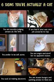 Lolcats is the best place to find and submit funny cat memes and other silly cat materials to share with the world. 20 Pics Funny Cat Memes To Cheer You Up On A Bad Day Lovely Animals World Funny Animal Photos Cute Funny Animals Funny Animals