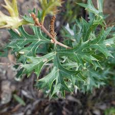 Image result for Grona ramosissima