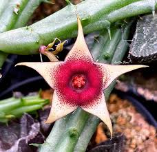 Image result for Huernia procumbens