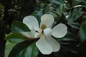 Maybe you would like to learn more about one of these? Southern Magnolia Magnolia Grandiflora In Jacksonville Fernandina Beach Florida Fl At Liberty Landscape Supply