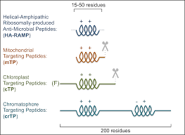 Plant cells also have a large central vacuole, while animal cells either have small vacuoles or none. The Role Of Antimicrobial Peptides In The Evolution Of Endosymbiotic Protein Import