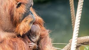 The tierpark hagenbeck is a zoo in stellingen, hamburg, germany. Tierpark Hagenbeck Orang Utan Mutter Toba Bringt Einen Sohn Zur Welt Stern De