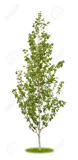 Download a free preview or high quality adobe illustrator ai, eps. Isolated Young Birch Tree As A Cutout On White Background With Stock Photo Picture And Royalty Free Image Image 147303225