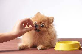 I cani small, mini e toy sono molto attivi e, proprio per questo, bruciano molte calorie. Cani Di Taglia Piccola Media O Grande Come Cambia L Alimentazione Deabyday