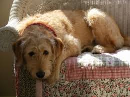 Labradoodle With Hair Type Coat Apricot With Cream Highlights Low Groom Slight Shedding Labradoodle Vs Goldendoodle Labradoodle Hair Coat Labradoodle