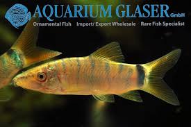 Image result for Kotschya ochreata