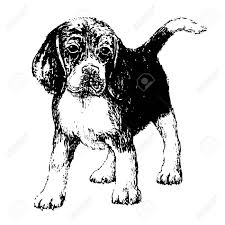 Schwarz Weiss Beagle Hand Zeichnen Vektor Lizenzfrei Nutzbare Vektorgrafiken Clip Arts Illustrationen Image 32052574