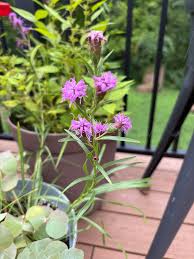 Image result for Indigofera cylindracea