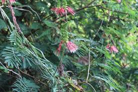 Image result for Calliandra calothyrsus