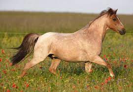 red roan coloriage cheval races de chevaux roi lion