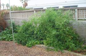 Manure contains a lot of salt from the urine and can build up in your soil to damage your garden. The Palm Springs Area May Be Dry But You Can Still Make A Compost