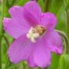 You see weeds with purple flowers in your garden. Https Encrypted Tbn0 Gstatic Com Images Q Tbn And9gctxuu Rmu39z Bxdgkw1ggrjto4azfdd4ehjto9j Xnzxksvx7f Usqp Cau
