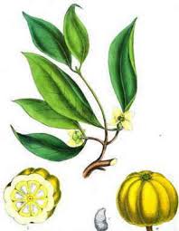 Image result for Garcinia acutifolia