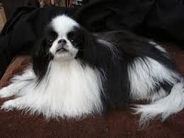 Feeding your dog freeze dried treats is something that you can feel good about. Gallery Freeze Dried Pets Japanese Chin Dog Japanese Chin Puppies Japanese Chin
