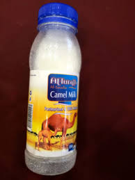 Camel milk has supported bedouin, nomad and pastoral cultures since the domestication of camels millennia ago. Healing Properties And Health Benefits Of Camel Milk Remedygrove