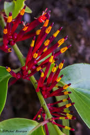 Image result for Agelanthus