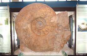 Content and updates on ammonite (2020) a film by francis lee, starring kate winslet and saoirse ronan. What Is The Largest Ammonite Ever Found Fossilera Com
