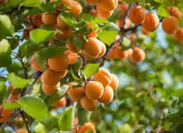 Abricotier Culture Entretien Et Recolte Des Abricots