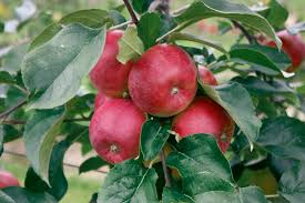 Äpfel sind das beliebteste obst der deutschen. Apfel Ernten Diy Academy