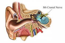 Eighth Cranial Nerve Cn Viii The Acoustic Or Auditory Nerve Which Runs From The Inner Ear To The Brainstem Tinnitus Symptoms Tinnitus Remedies Tinnitus Cure